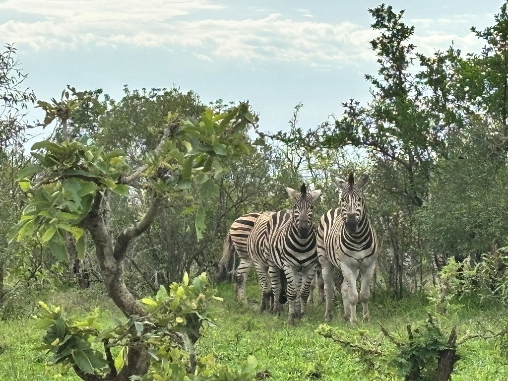 Zebras