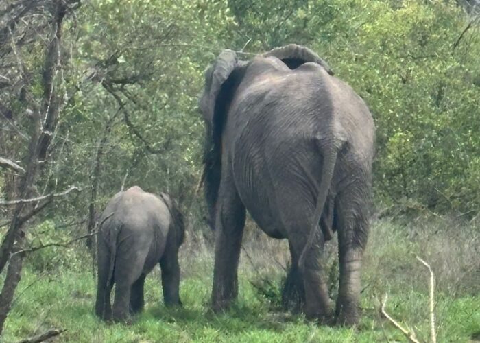 Baby-Elefant mit seiner Mutter