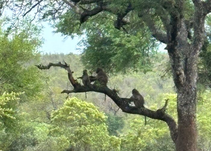 Affen auf einem Ast im Krüger Nationalpark
