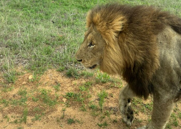 Ein prächtiger Löwe flaniert direkt an unserem Auto vorbei